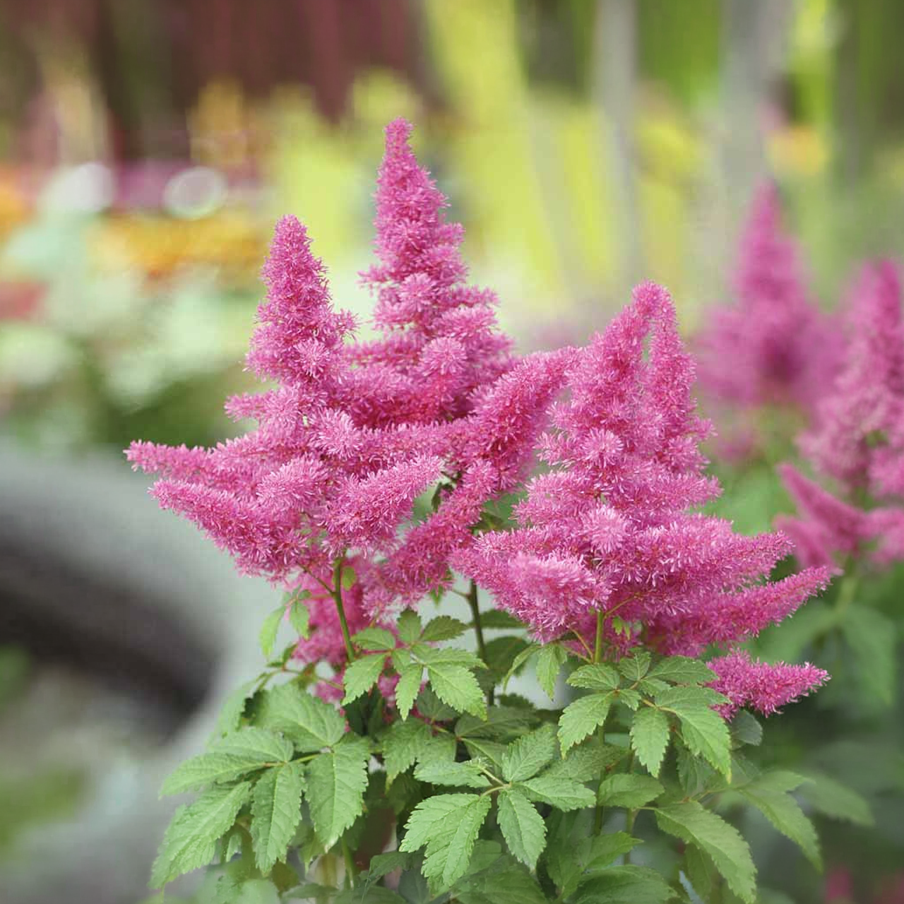 Astilbe Chinensis "Visions In Pink" 2-3 Yeux