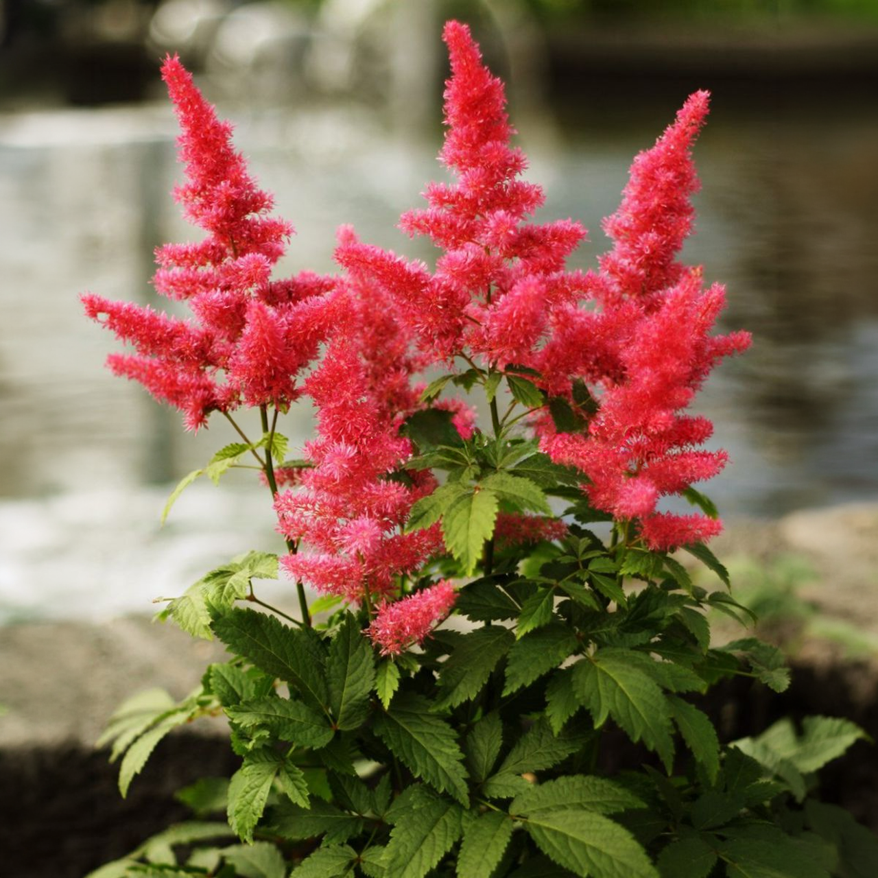 Astilbe Chinensis "Visions In Red" 2-3 yeux