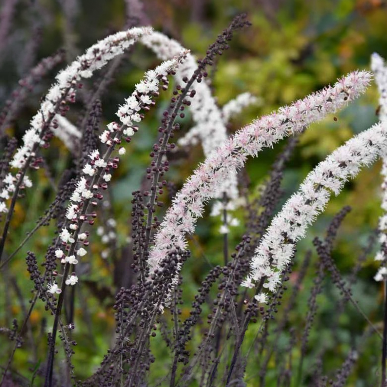 Cimicifuga simplex 'Brunette'