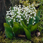 Convallaria majalis « brins fleuris » muguet
