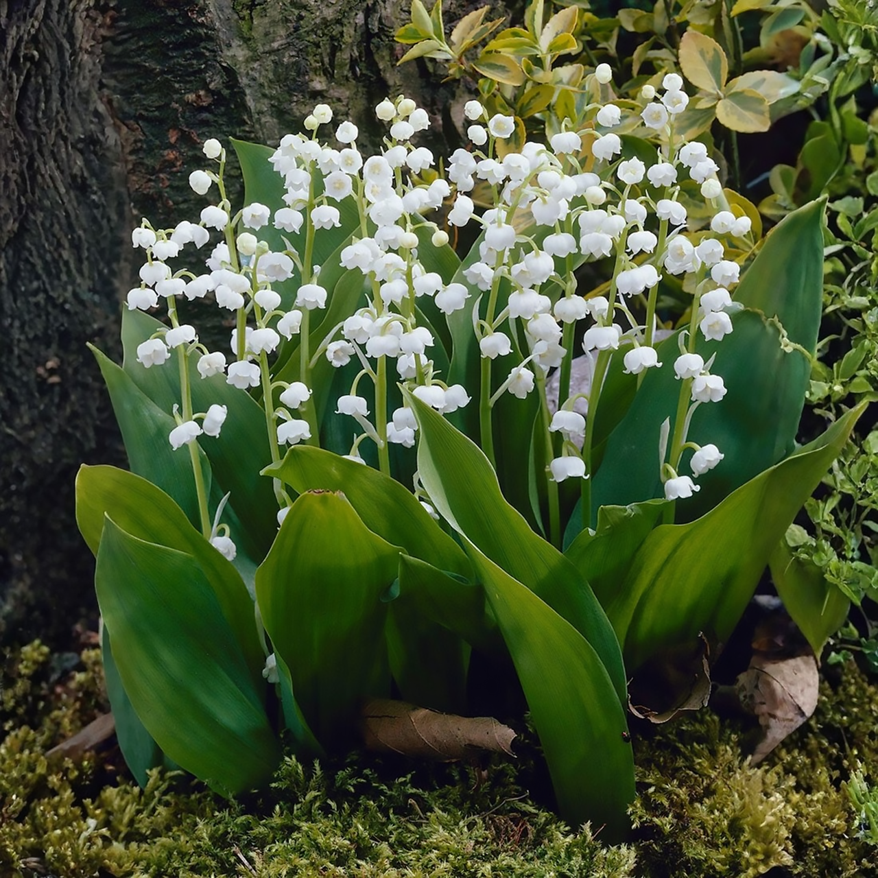 Convallaria majalis « brins fleuris » muguet