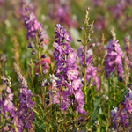 Delphinium "Magic Fountains Pink" Larkspur