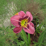 Hemerocallis "Always Afternoon" Reblooming Daylily
