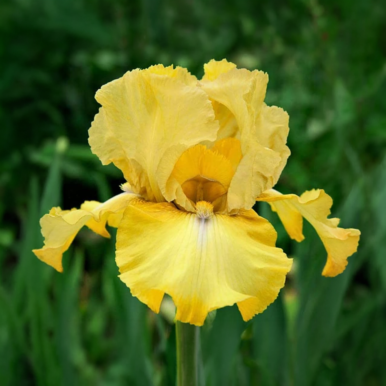 Iris Germanica "Again & Again" Iris barbu remontant