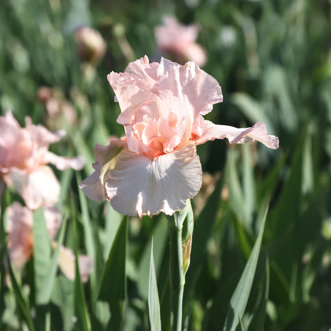 Iris Germanica "Pink Attraction" Iris barbu remontant