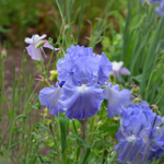 Iris Germanica "Victoria Falls" Iris Remontant