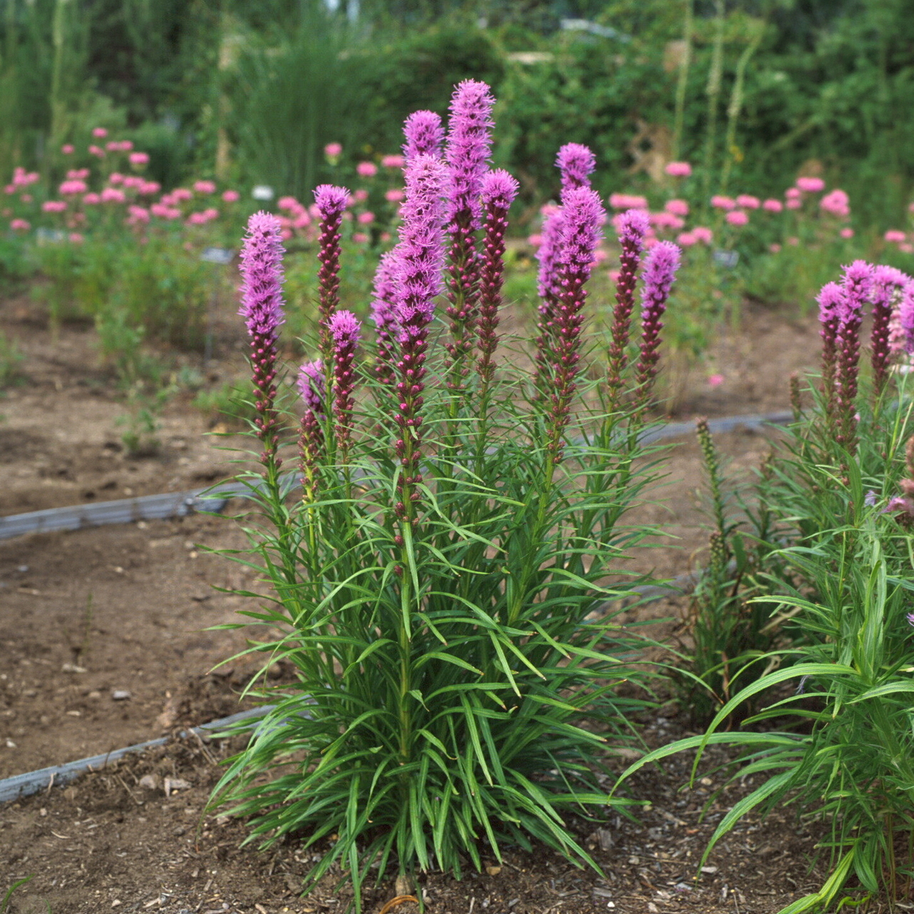 Liatris Spicata "Kobold" Étoile flamboyante violet intense