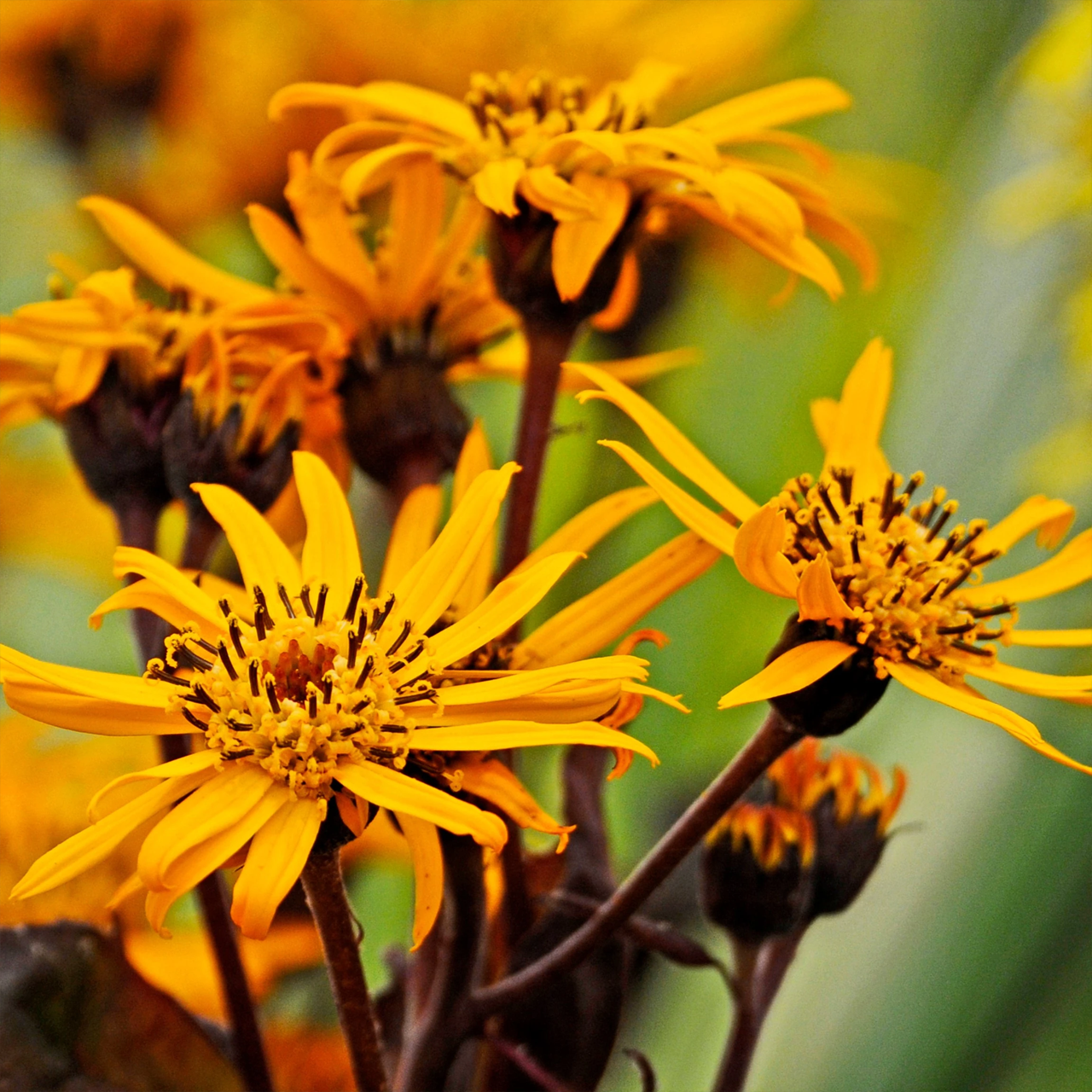 Ligularia "Britt-Marie Crawford" Golden Groundsel