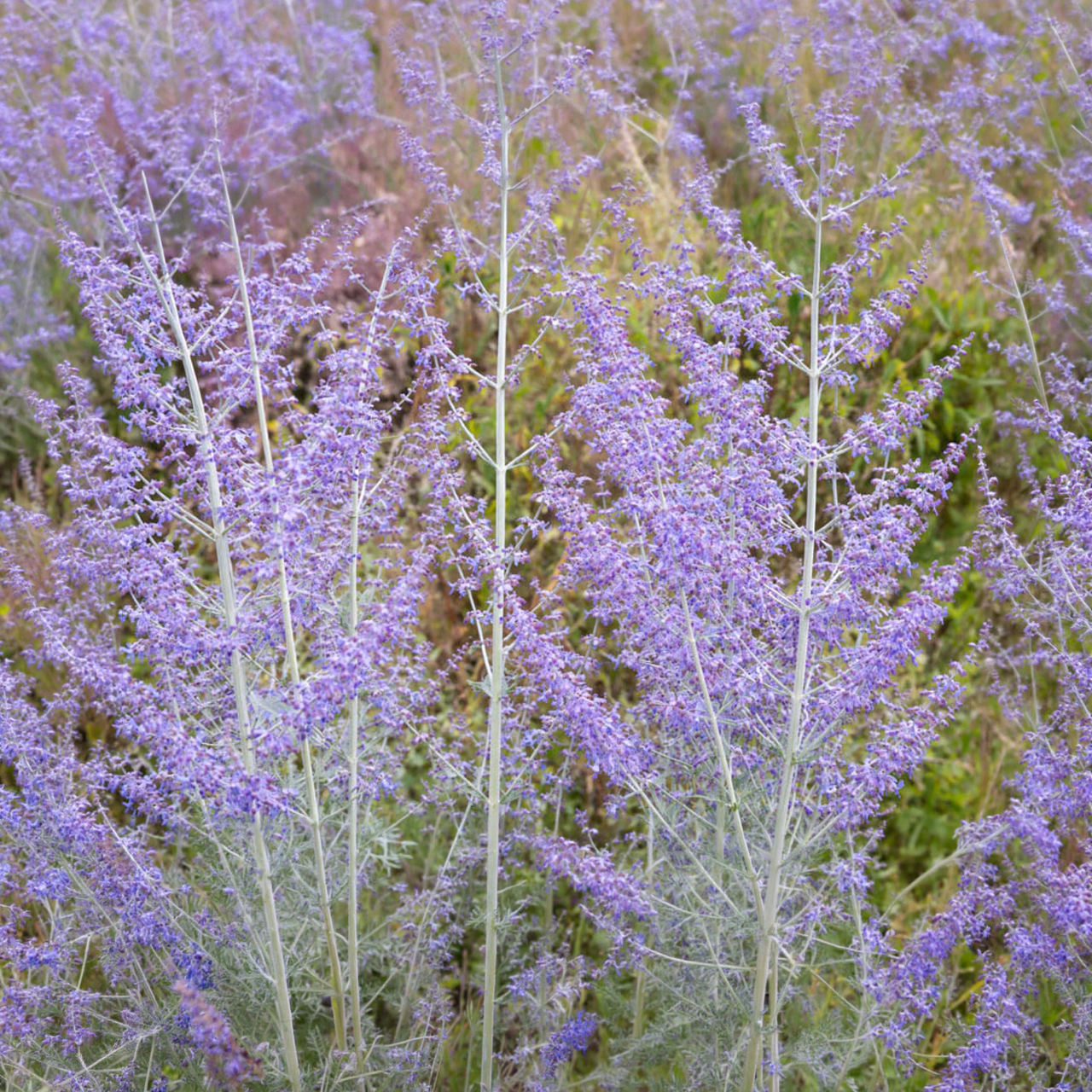 Perovskia atriplicifolia « Sauge de Russie »