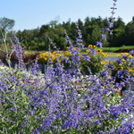 Sauge de Russie Perovskia 'Crazy Blue'