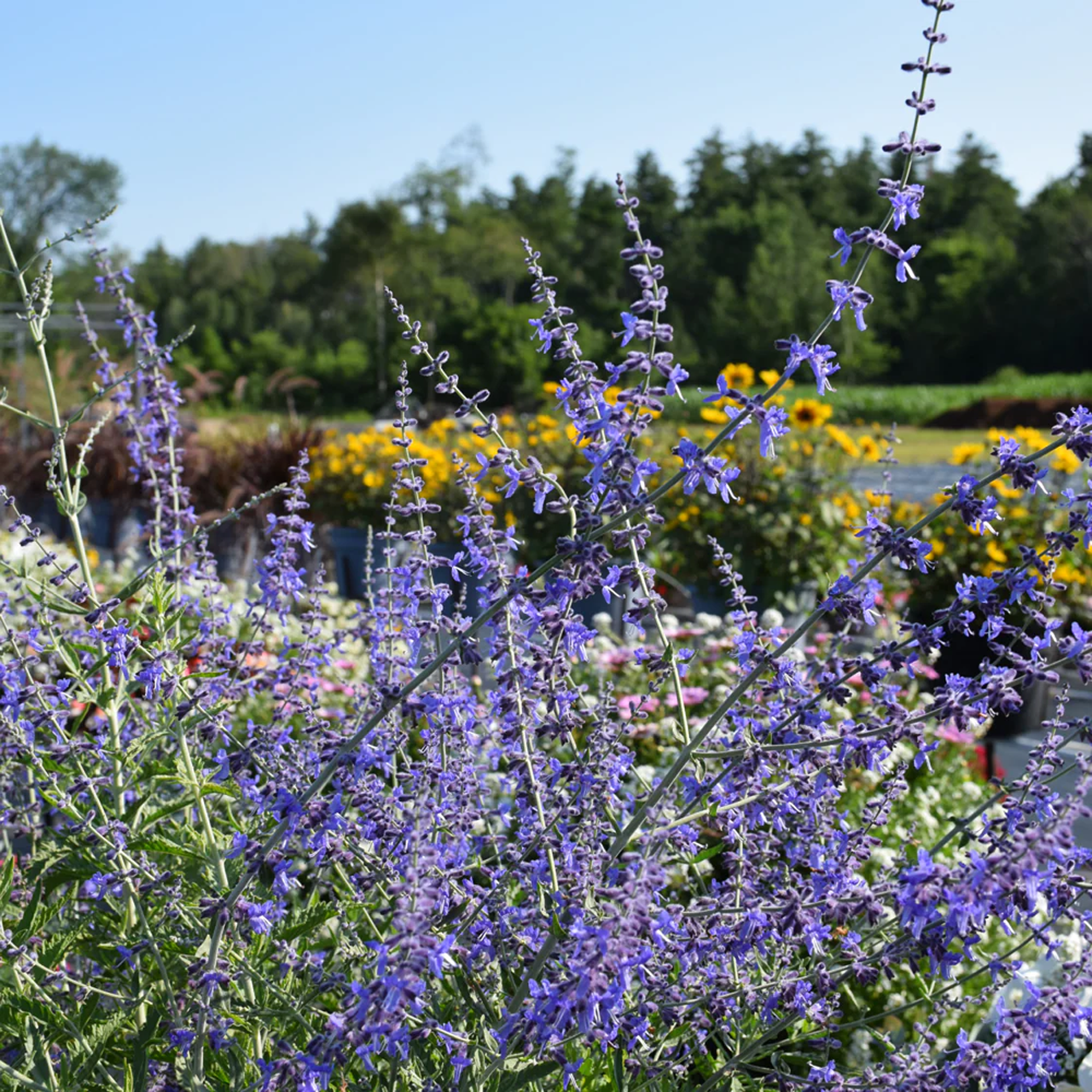 Sauge de Russie Perovskia 'Crazy Blue'