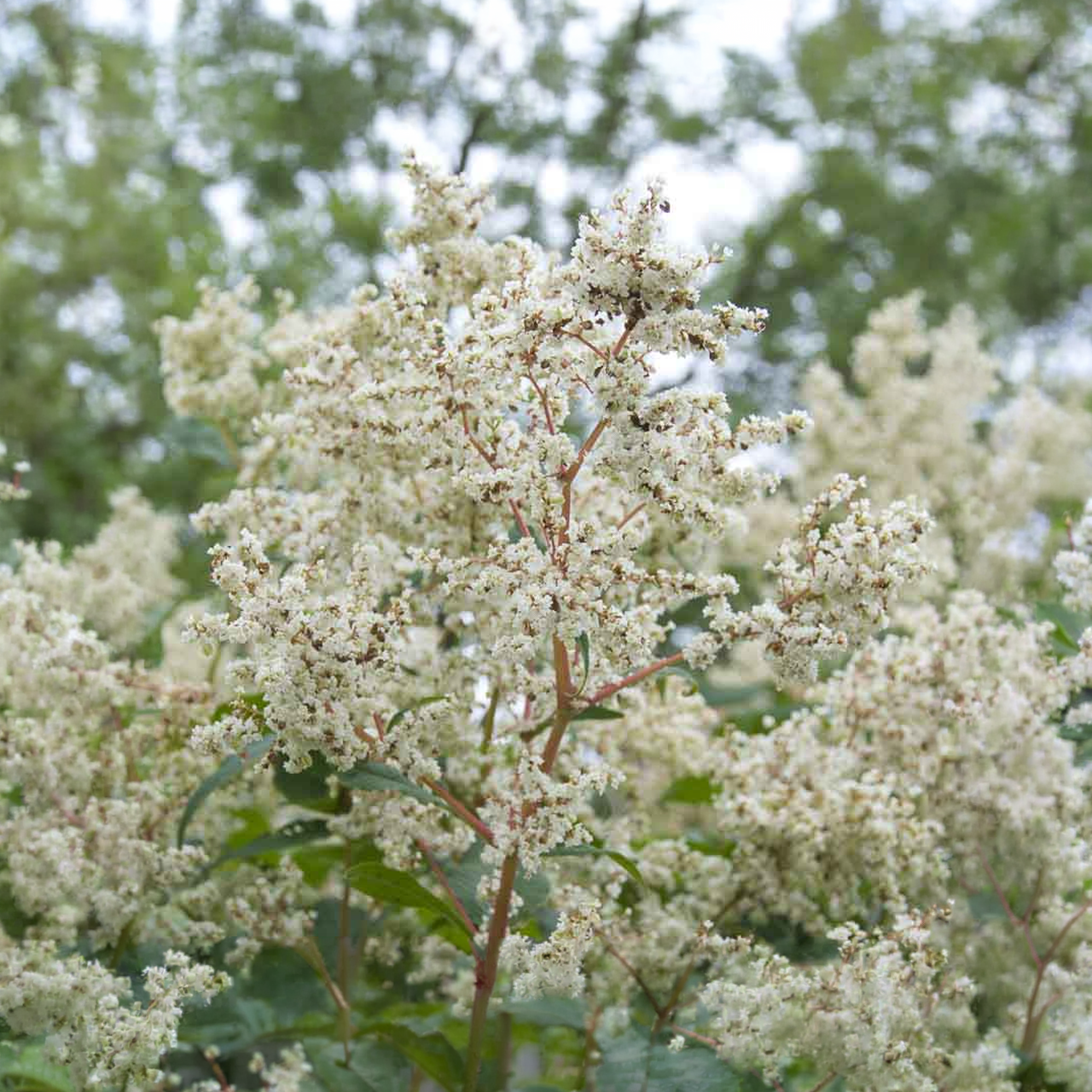 Renouée blanche