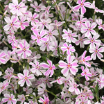 Phlox rampant "Candy Stripe"