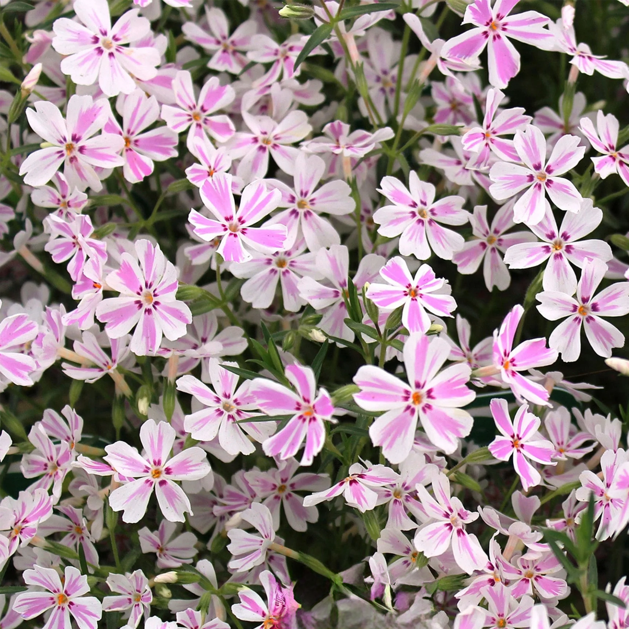 Phlox rampant "Candy Stripe"