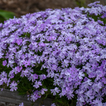 Phlox Subulata "Emerald Blue" Creeping Phlox