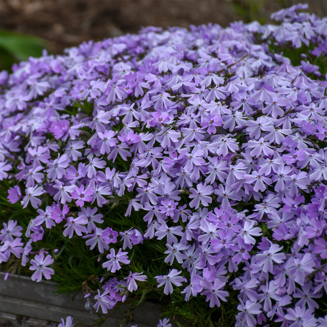 Phlox Subulata "Emerald Blue" Creeping Phlox
