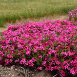 Phlox Subulata "Red Wings" Creeping Phlox