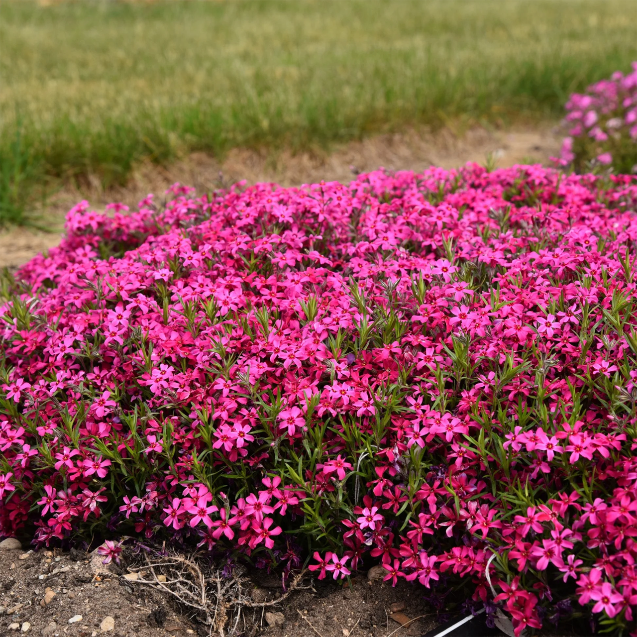 Phlox Subulata "Red Wings" Creeping Phlox