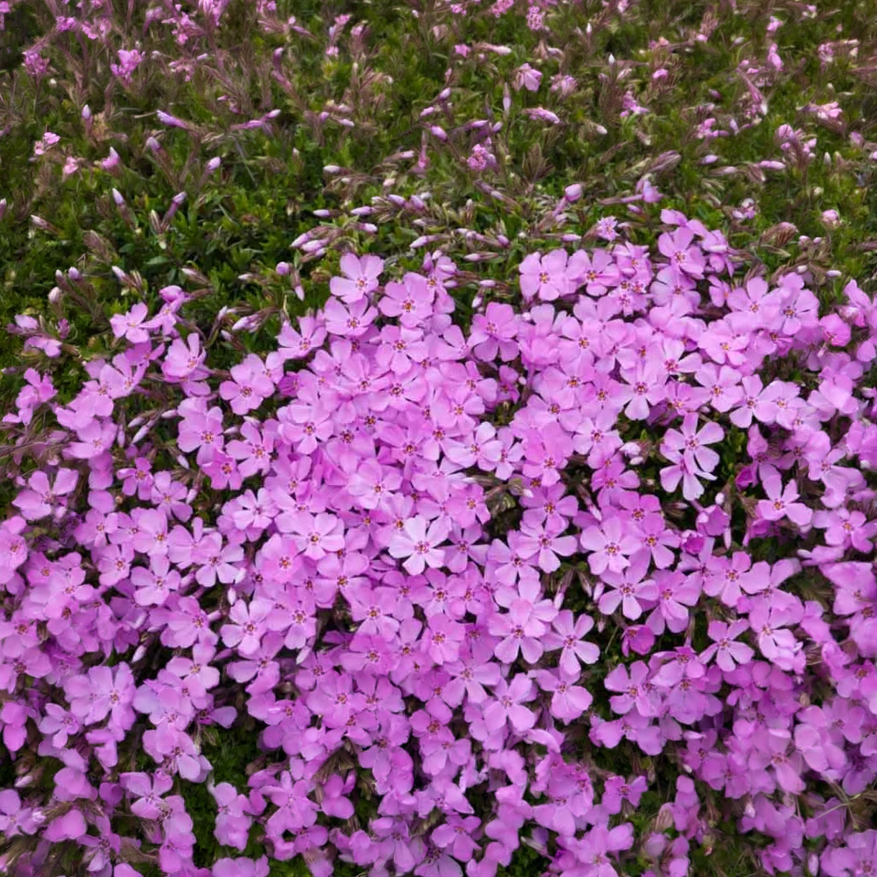Phlox rampant "Emerald Pink" (Phlox subulata)