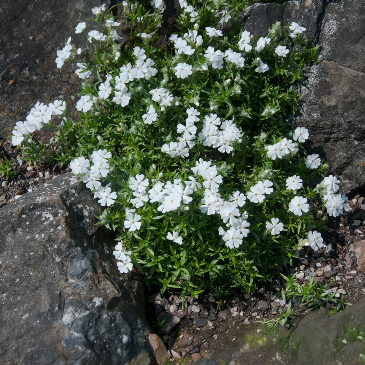 Phlox rampant 'Snowflake'