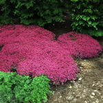 Thymus Praecox Coccineus rose