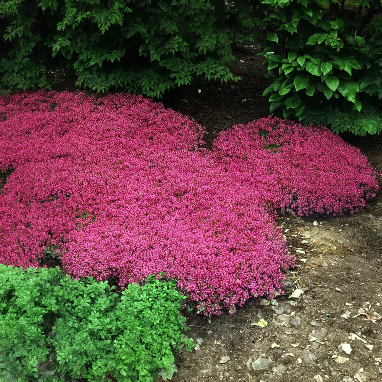 Thymus Praecox Coccineus rose