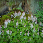 Fleur de l'écume Tiarella Wherryi