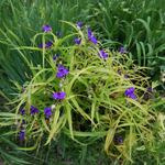 Tradescantia « Sweet Kate » (Éphémère de Virginie)