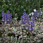 Ajuga reptans "Burgundy Glow" bugle.