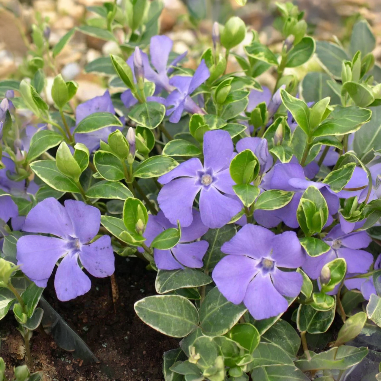 Pervenche panachée "Ralph Shugert" (Vinca Minor)