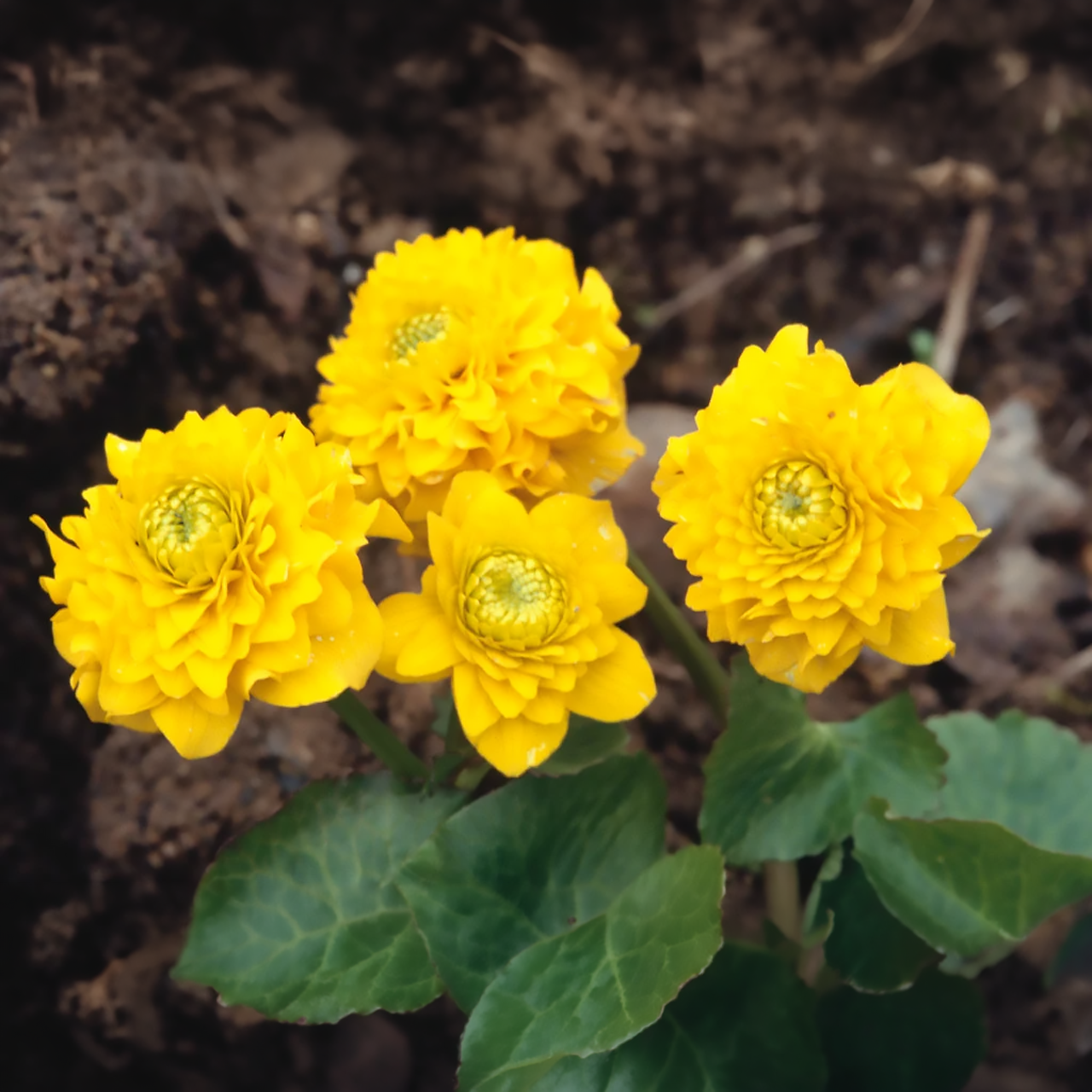 Caltha Palustris "Plena" Populage des marais