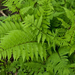 Athyrium Filix-Femina "Lady In Red" Fougère femelle des bois du Nord
