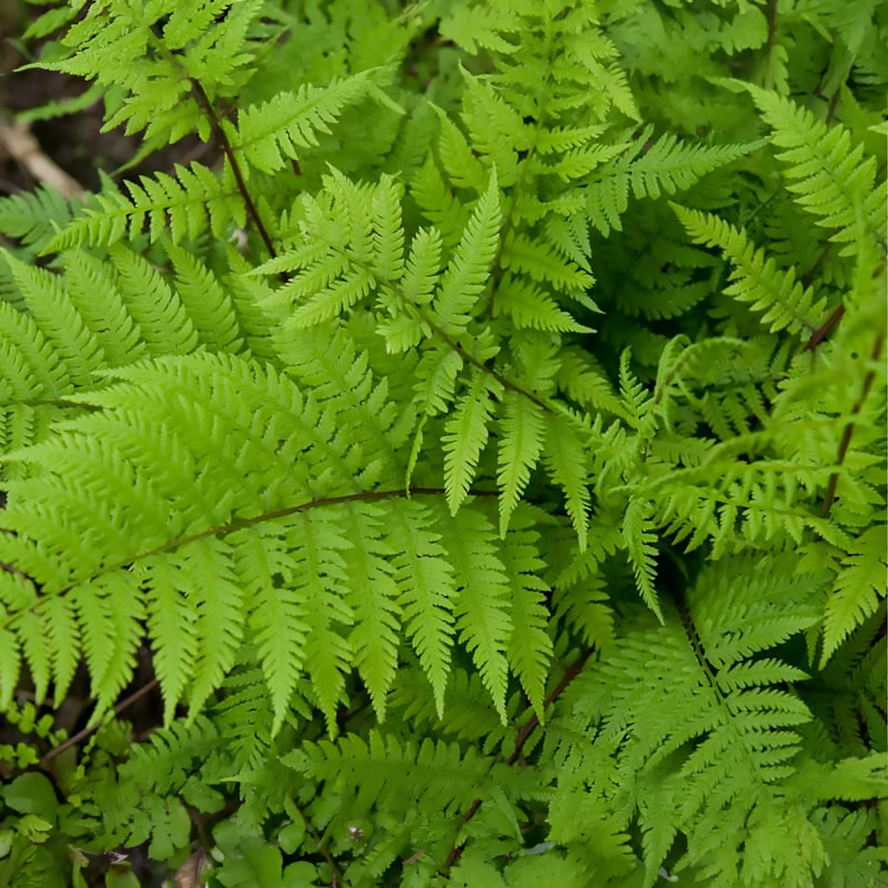 Athyrium Filix-Femina "Lady In Red" Fougère femelle des bois du Nord