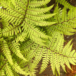Fougère femelle Athyrium Otophorum « Limelight »