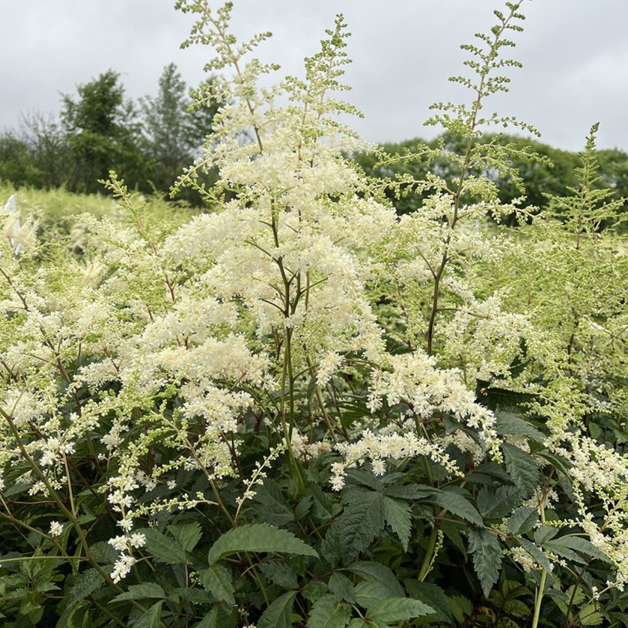 Astilbe Arendsii "Voile de Mariée" GÉANT