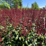 Astilbe Arendsii "Fanal" JUMBO