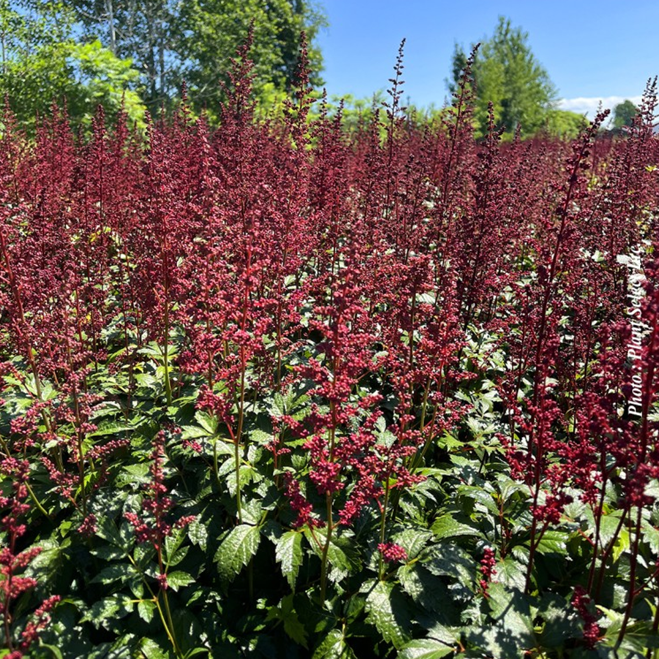 Astilbe Arendsii "Fanal" JUMBO
