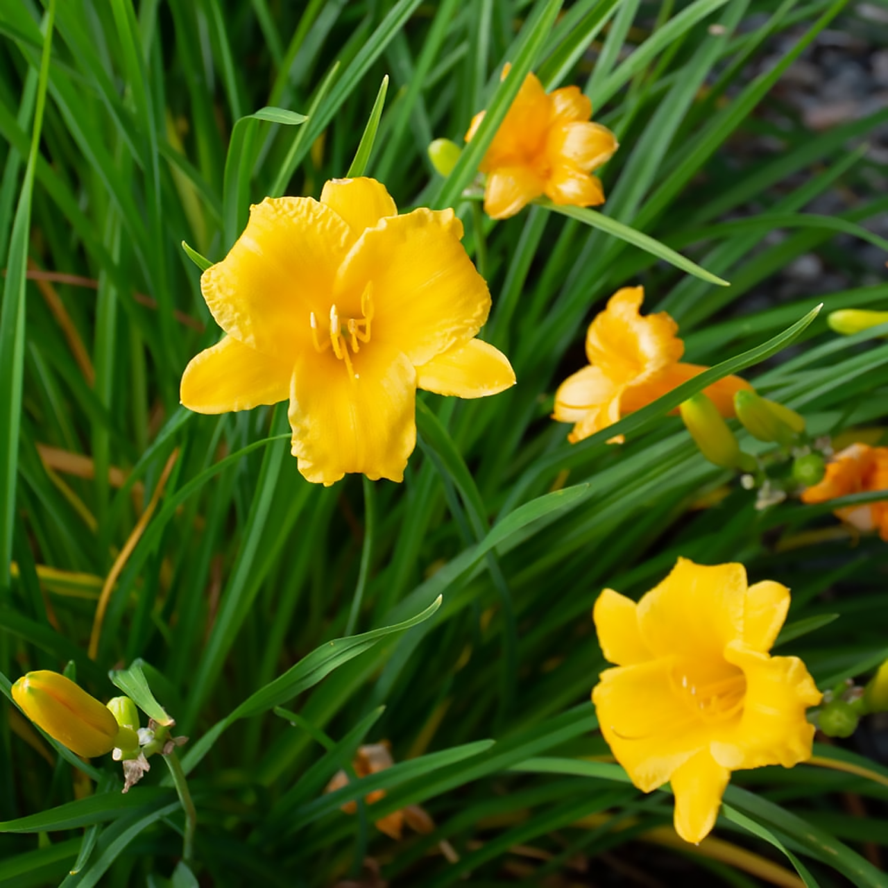 Hémérocalle "Stella D'oro" GÉANTE