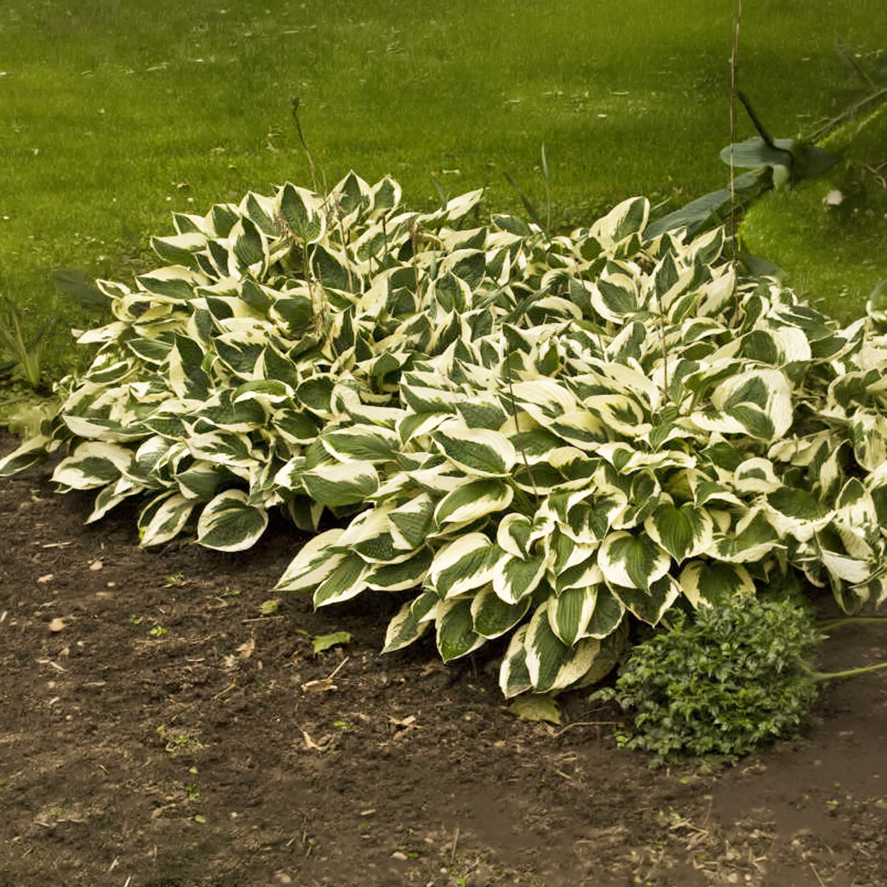 Hosta Patriot GÉANT