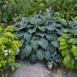 Hosta Blue Angel GÉANT