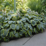 Hosta Frances Williams GÉANT