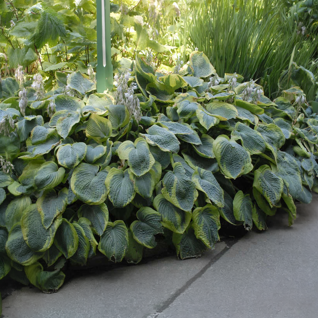 Hosta Frances Williams GÉANT
