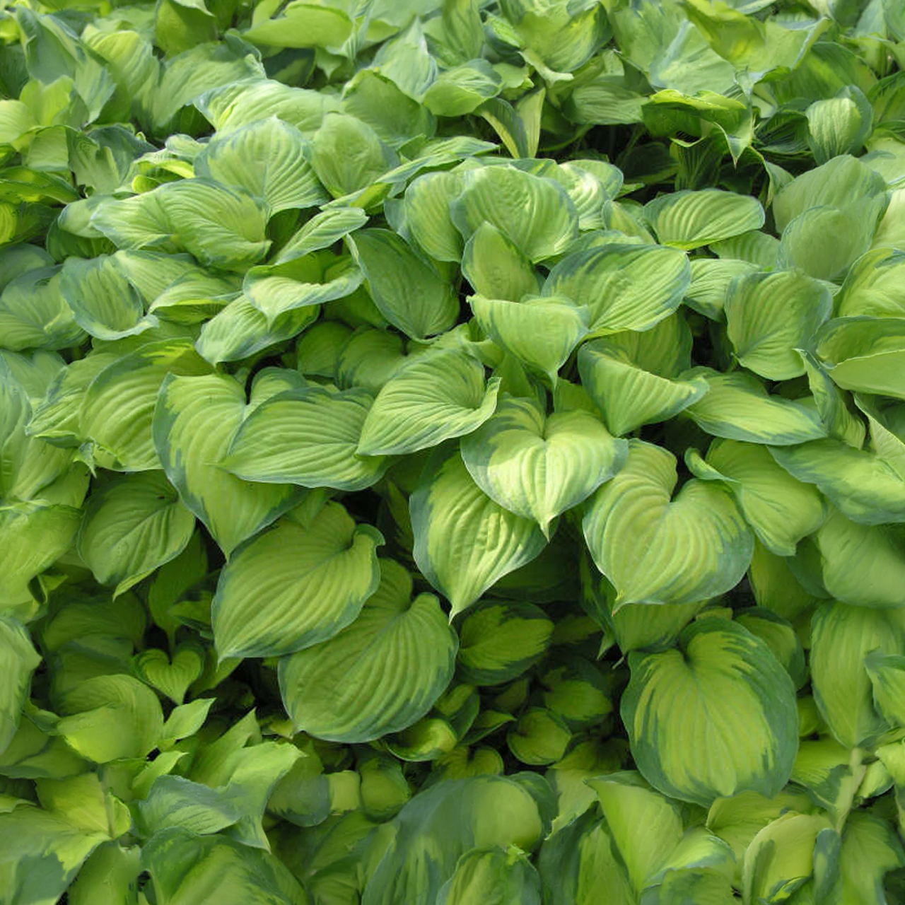 Hosta Guacamole GÉANT