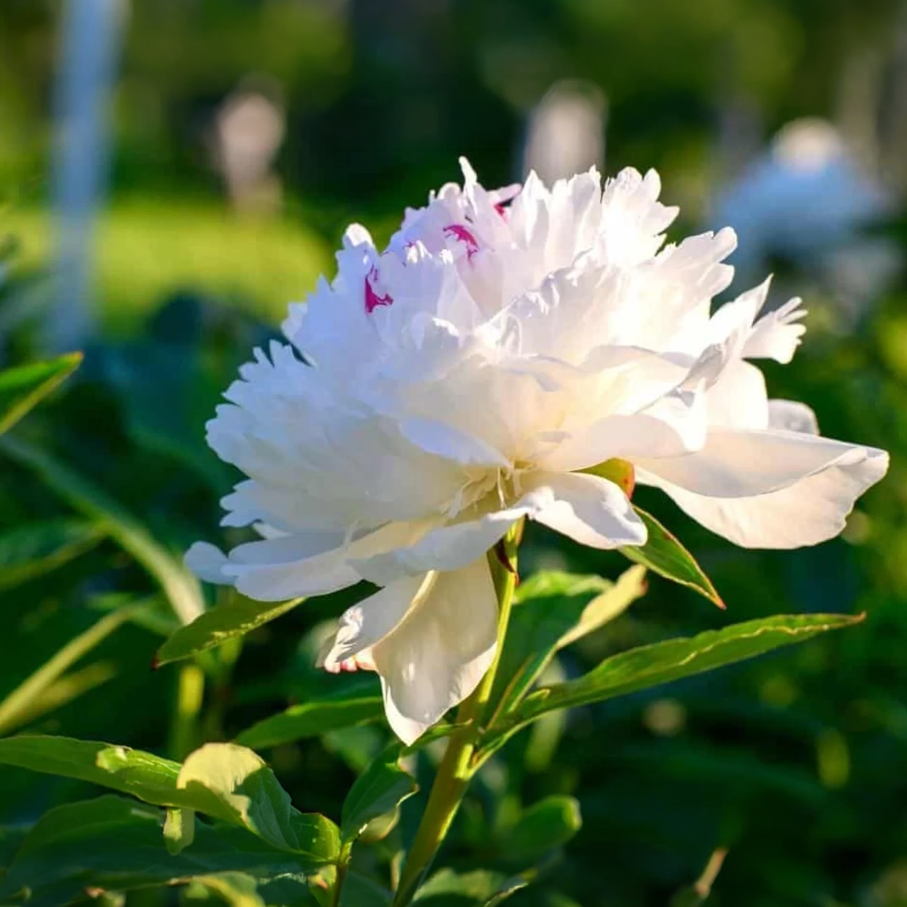 Paeonia White JUMBO 6+ Yeux