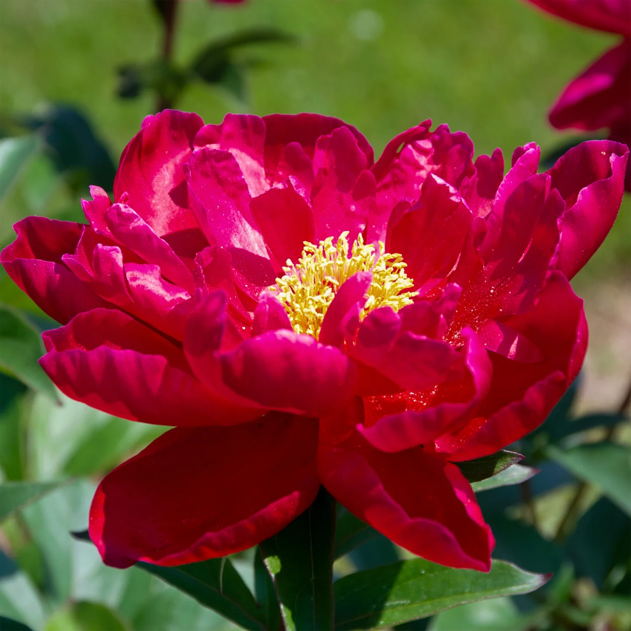 Pivoine rouge JUMBO 6+ yeux