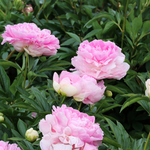 Pivoine Rose GÉANTE 6+ Yeux