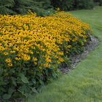 Rudbeckia Fulgida "Goldsturm" JUMBO