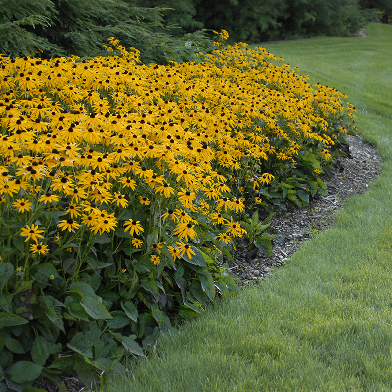 Rudbeckia Fulgida "Goldsturm" JUMBO