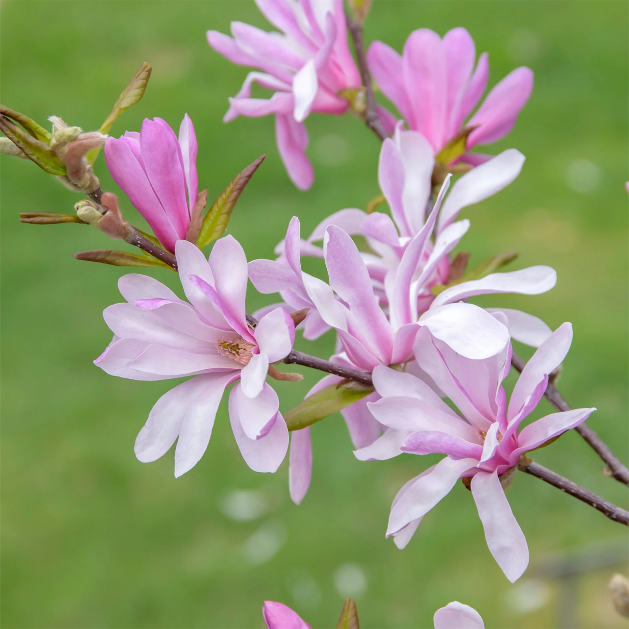 Magnolia de Leonard Messel