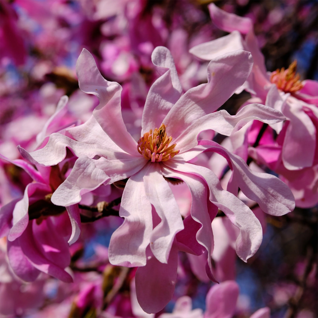 Magnolia de Leonard Messel